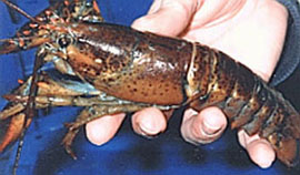 American lobster - Homarus americanus