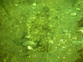 Sediment and flounder