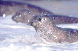 Seals in surf